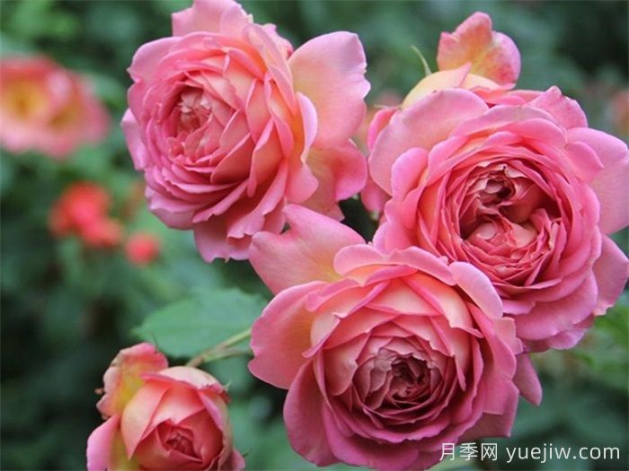银禧庆典被称最美玫瑰，经典大花月季品种介绍(图1)