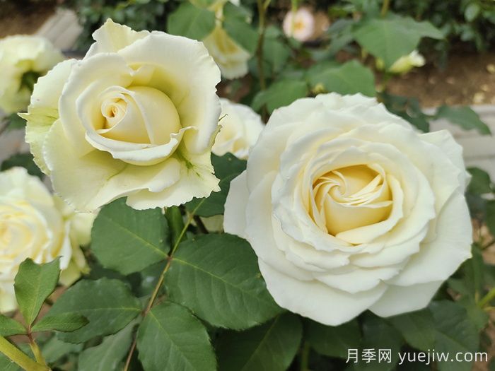 北京什么月季花大好养？月季专家带您品杂交茶香月季(图7)