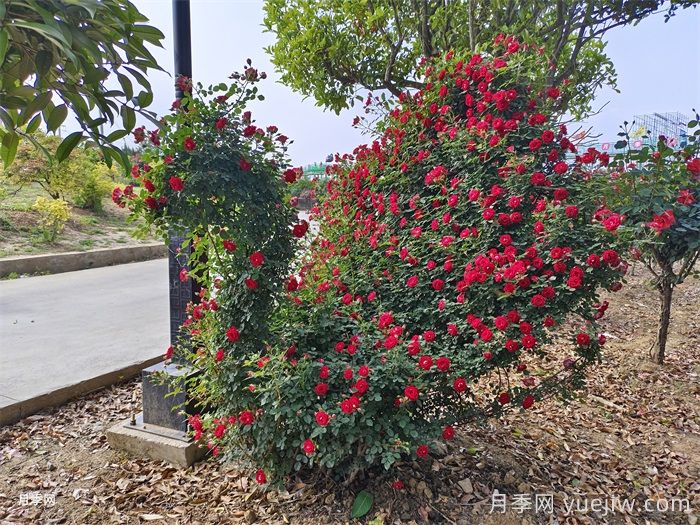月季市花主题花园的建设思路(图3) 月季市花主题花园的建设思路(图3)