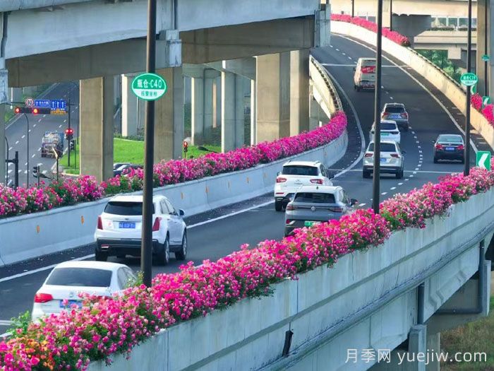 月季市花主题花园的建设思路(图2) 月季市花主题花园的建设思路(图2)