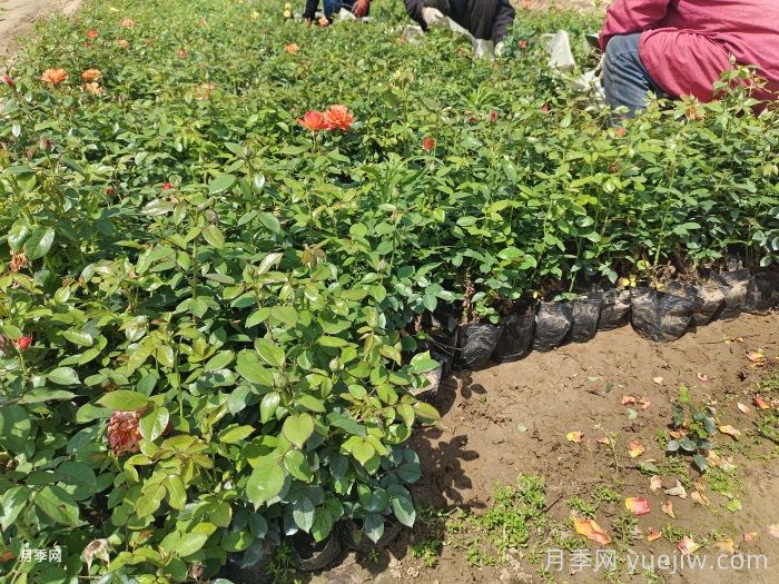 8月份月季养护要点和注意事项(图2) 8月份月季养护要点和注意事项(图2)
