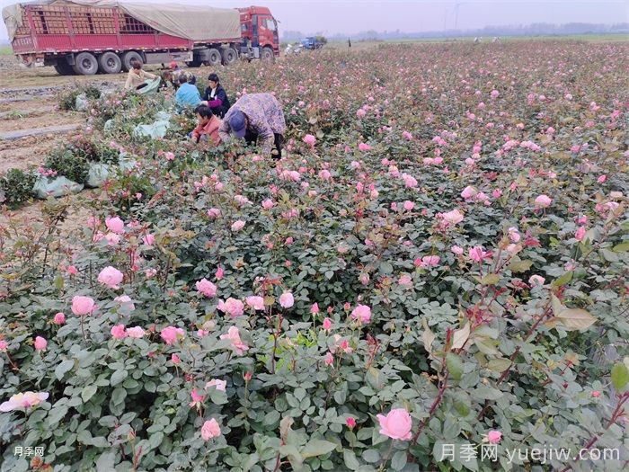 月季苗遇到除草剂药害怎么办?(图1) 月季苗遇到除草剂药害怎么办?(图1)