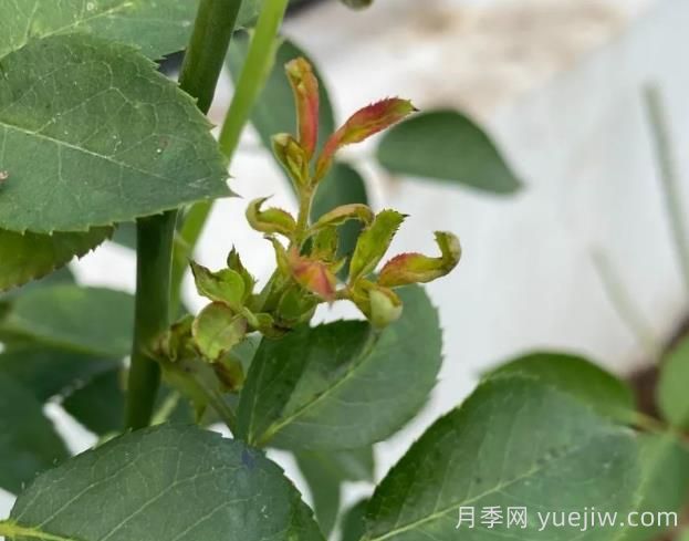 月季嫩尖干瘪,到底是什么问题产生的?(图1) 月季嫩尖干瘪,到底是什么问题产生的?(图1)
