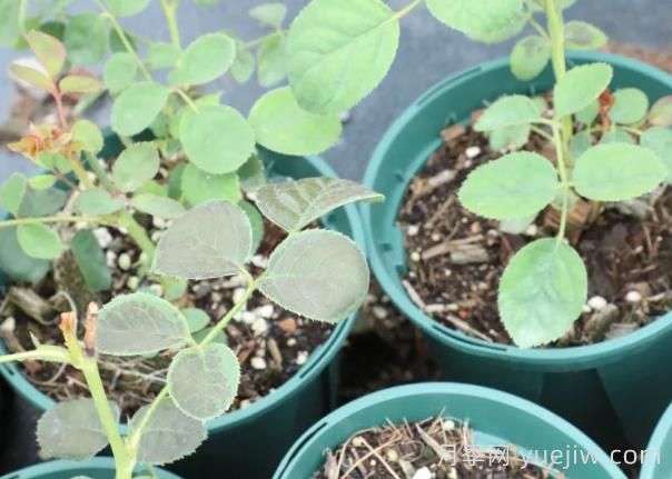 月季嫩尖干瘪,到底是什么问题产生的?(图2) 月季嫩尖干瘪,到底是什么问题产生的?(图2)