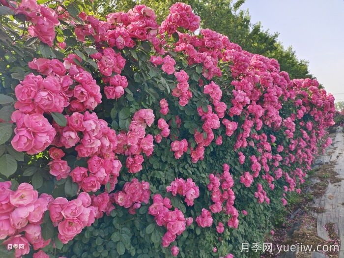 怎么选园林绿化月季品种?(图3) 怎么选园林绿化月季品种?(图3)
