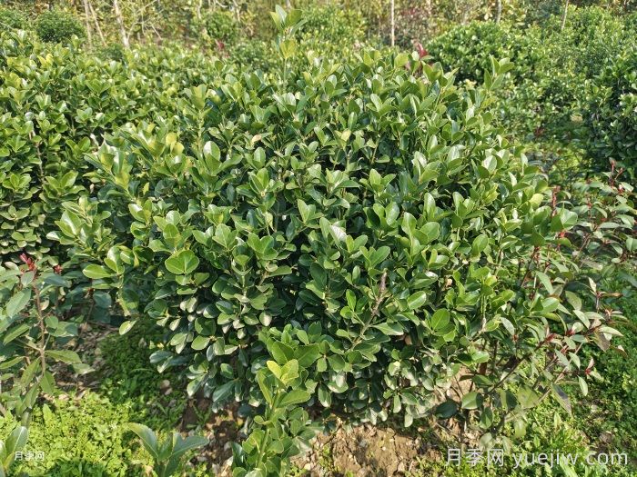 大叶黄杨干枯发黄怎么办？(图1)