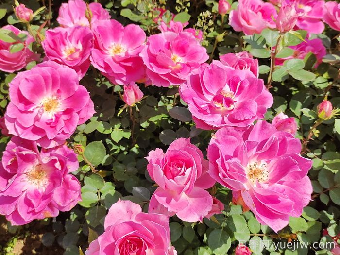 哪些月季品种适合种植在半阴环境中？(图2)