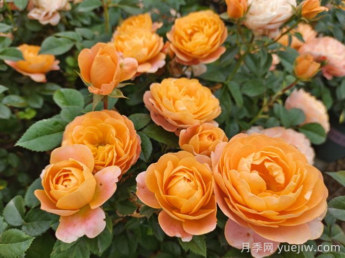 新手适合养大花月季还是丰花月季？(图1)