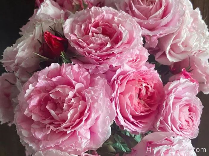 新手不会养月季?5个月季超级好看又好养(图2) 新手不会养月季?5个月季超级好看又好养(图2)