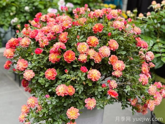 新手不会养月季?5个月季超级好看又好养(图4) 新手不会养月季?5个月季超级好看又好养(图4)