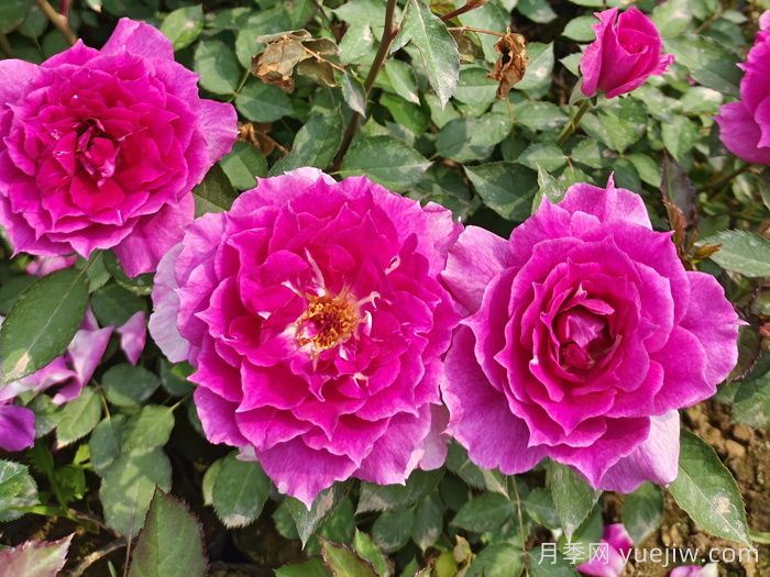 新手不会养月季?5个月季超级好看又好养(图5) 新手不会养月季?5个月季超级好看又好养(图5)