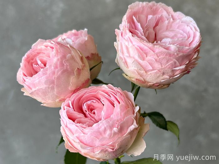 安利9款月季花，被花友吹爆(图1)