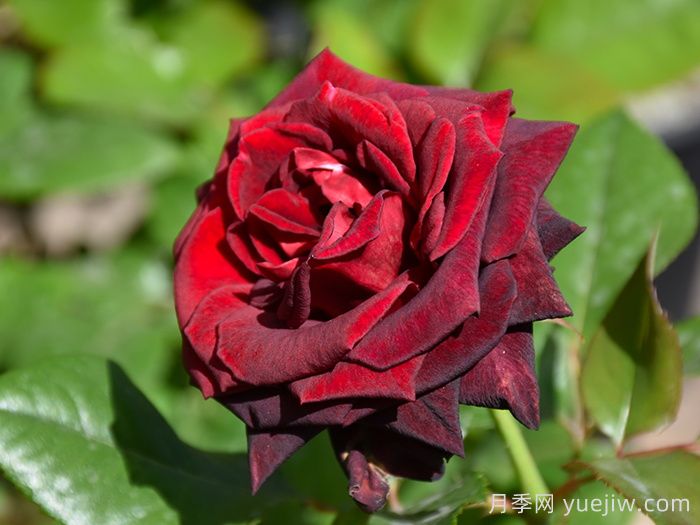 安利9款月季花，被花友吹爆(图3)