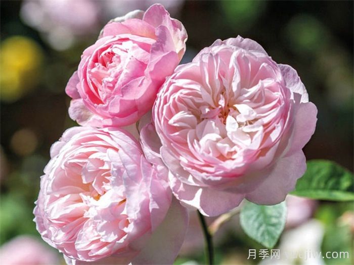 安利9款月季花，被花友吹爆(图4)