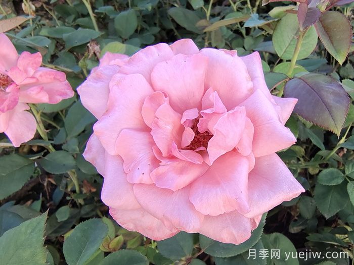 殿堂月季品种,18款被全世界深爱的月季(图2) 殿堂月季品种,18款被全世界深爱的月季(图2)