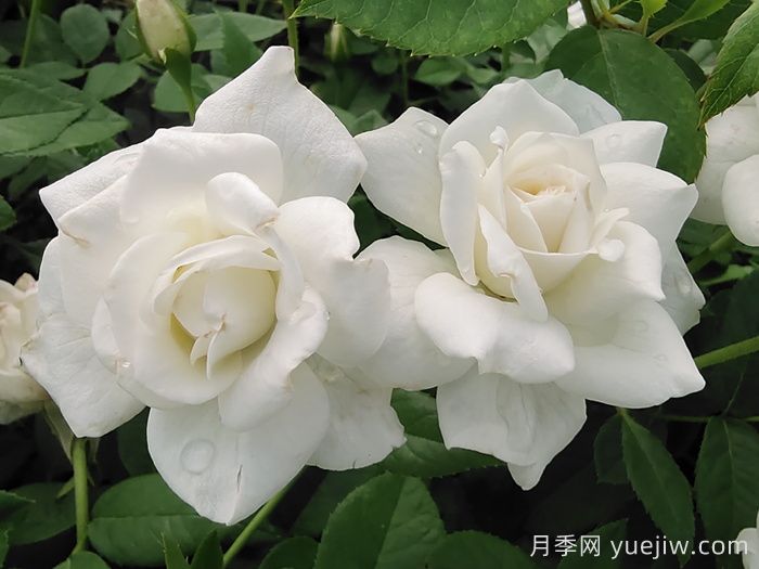 殿堂月季品种,18款被全世界深爱的月季(图4) 殿堂月季品种,18款被全世界深爱的月季(图4)