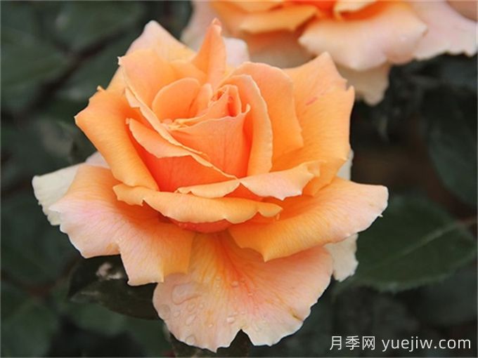 殿堂月季品种,18款被全世界深爱的月季(图7) 殿堂月季品种,18款被全世界深爱的月季(图8)