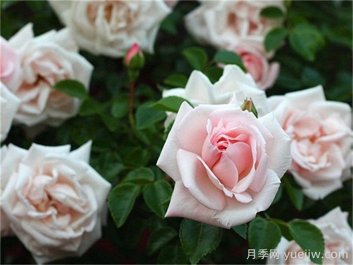 殿堂月季品种,18款被全世界深爱的月季(图8) 殿堂月季品种,18款被全世界深爱的月季(图9)