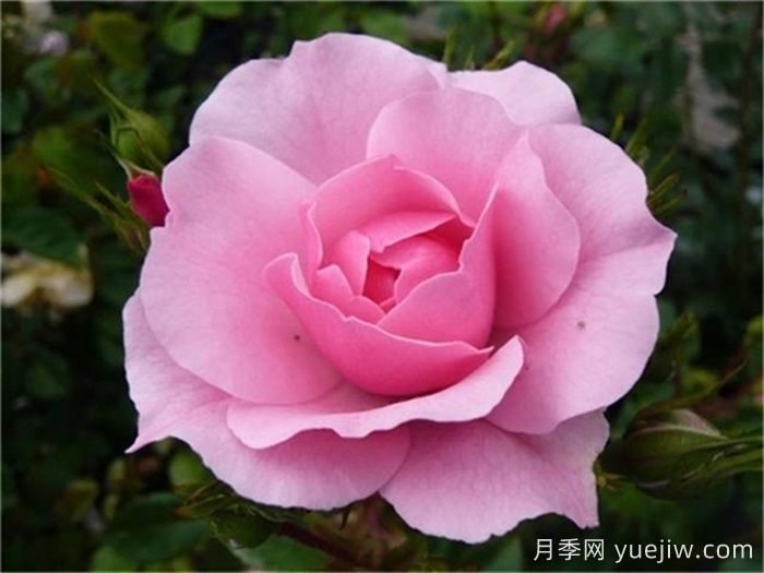 殿堂月季品种,18款被全世界深爱的月季(图10) 殿堂月季品种,18款被全世界深爱的月季(图11)