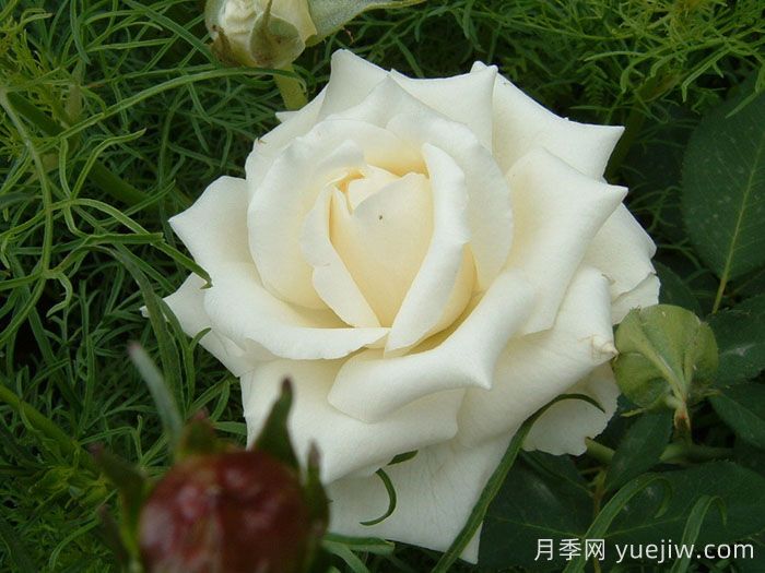 殿堂月季品种,18款被全世界深爱的月季(图7) 殿堂月季品种,18款被全世界深爱的月季(图7)