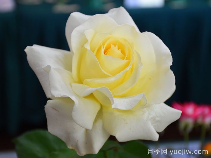 殿堂月季品种,18款被全世界深爱的月季(图13) 殿堂月季品种,18款被全世界深爱的月季(图13)