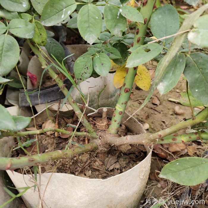 月季花如何养护才能让根系更发达?(图1) 月季花如何养护才能让根系更发达?(图1)