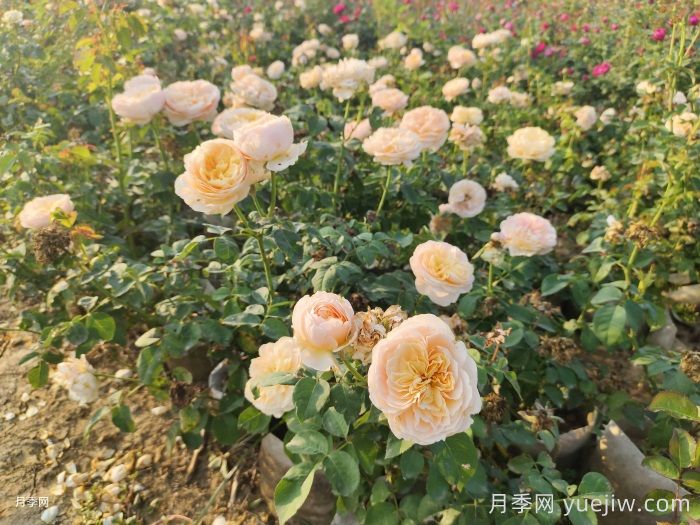 朱丽叶月季/切花朱丽叶(图4)