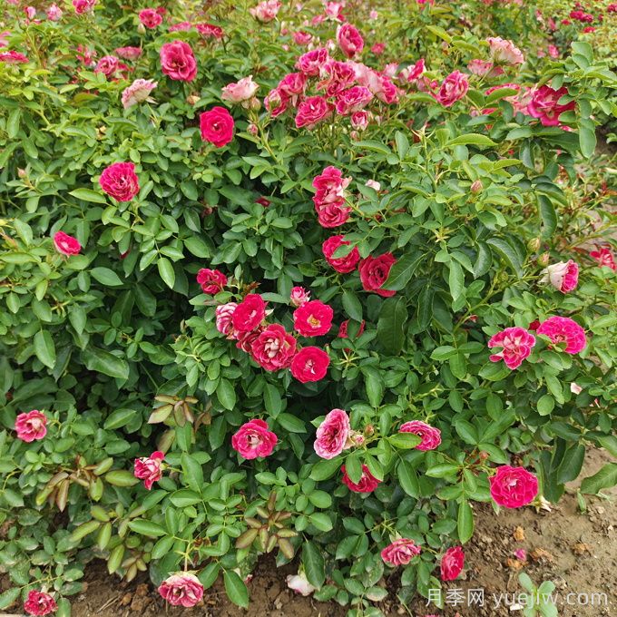 60公分高丰花月季批发_南阳基地值得信赖(图1) 60公分高丰花月季批发_南阳基地值得信赖(图1)