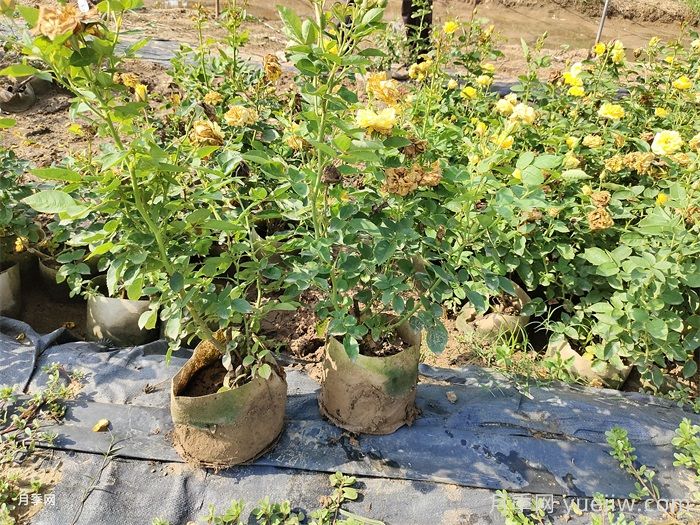 60公分高丰花月季批发_南阳基地值得信赖(图2) 60公分高丰花月季批发_南阳基地值得信赖(图2)