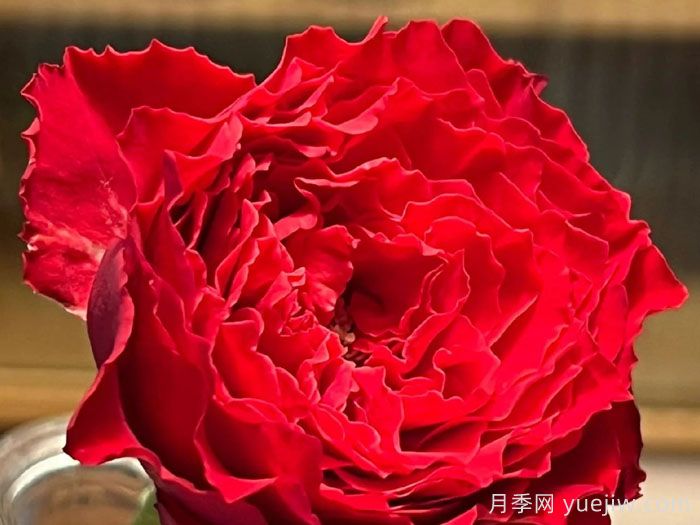 吸血鬼之吻月季优缺点(图1)