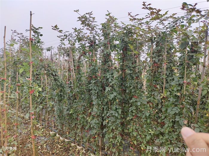 藤本月季越冬方法(图1) 藤本月季越冬方法(图1)