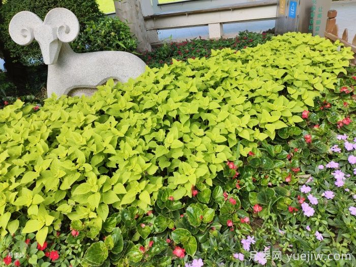 园林绿化苗木该怎么挑?经验分享(图1) 园林绿化苗木该怎么挑?经验分享(图1)