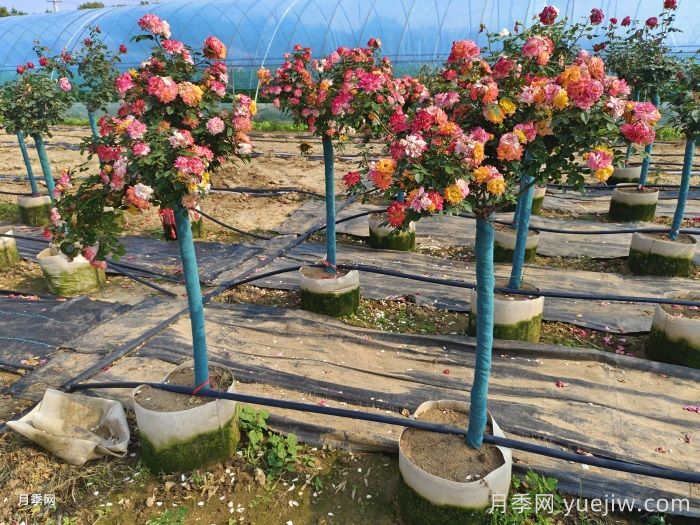 园林绿化苗木该怎么挑?经验分享(图2) 园林绿化苗木该怎么挑?经验分享(图2)