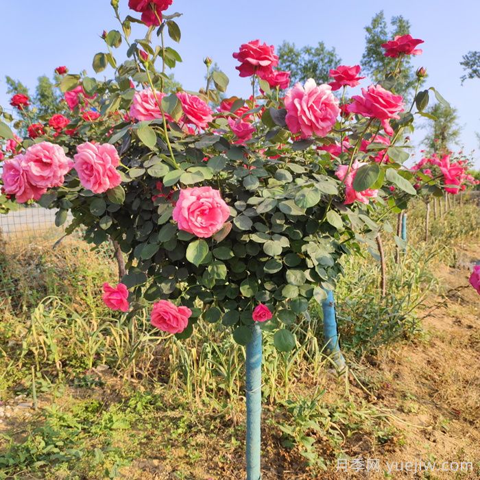 绿化工程选苗五大要诀,你的月季能通过考验吗?(图1) 绿化工程选苗五大要诀,你的月季能通过考验吗?(图1)