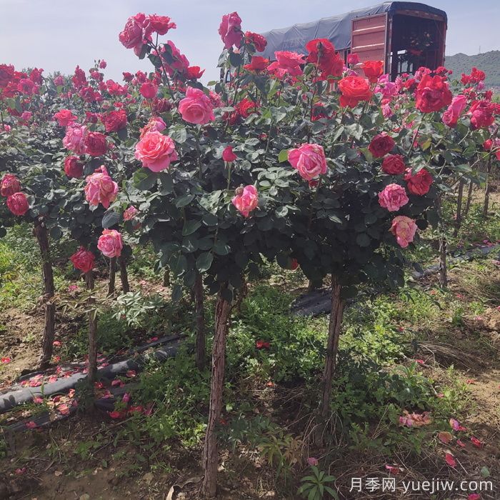 绿化工程选苗五大要诀,你的月季能通过考验吗?(图2) 绿化工程选苗五大要诀,你的月季能通过考验吗?(图2)