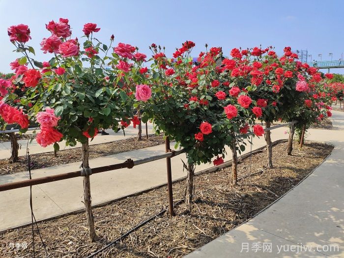 高杆月季的栽培管理技术(图1)