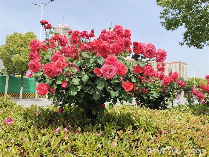 高杆月季的栽培管理技术(图2)