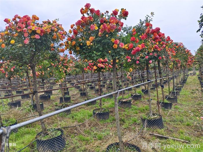 高杆月季的栽培管理技术(图3)