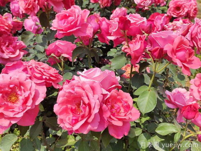 濮阳市花,月季里的濮阳底蕴(图1) 濮阳市花,月季里的濮阳底蕴(图1)