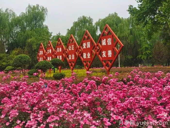 濮阳市花,月季里的濮阳底蕴(图2) 濮阳市花,月季里的濮阳底蕴(图2)