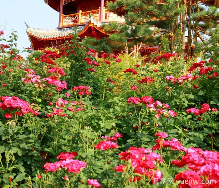 濮阳市花,月季里的濮阳底蕴(图3) 濮阳市花,月季里的濮阳底蕴(图3)