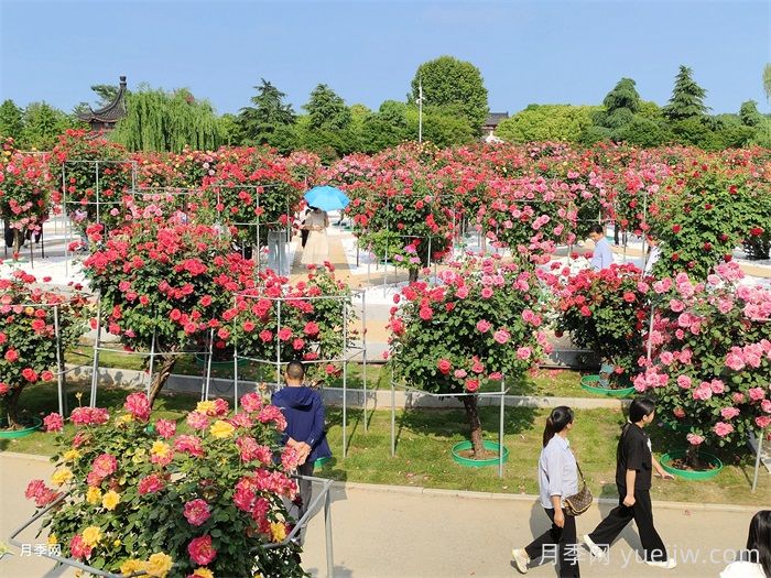 南阳月季：满城盛景溢芬芳(图1)