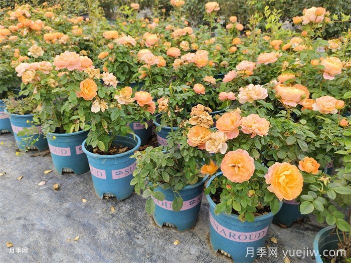 南阳月季：满城盛景溢芬芳(图2)