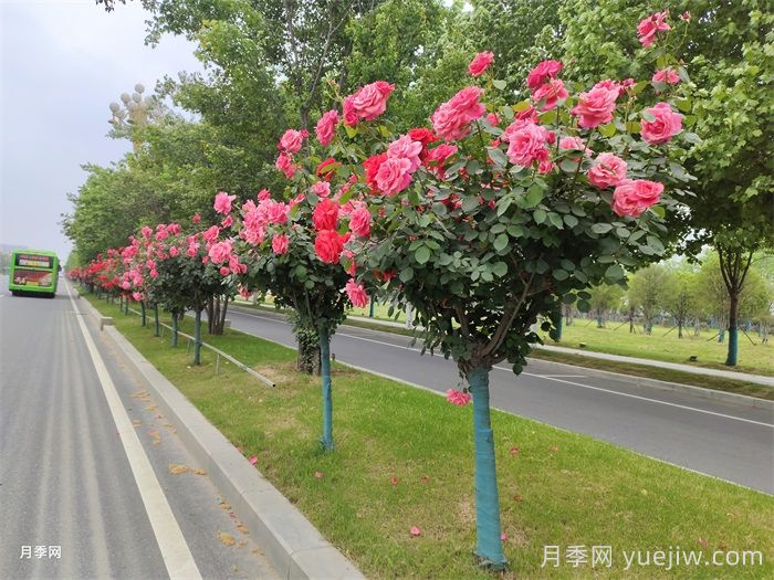 南阳月季：满城盛景溢芬芳(图3)