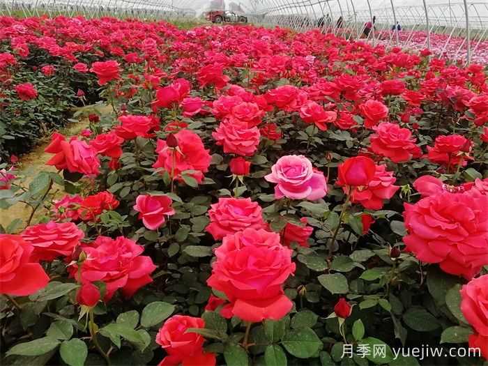 卧龙月季:藏在月季花里的卧龙经济产业(图1) 南阳卧龙:藏在月季花里的卧龙经济产业(图1)