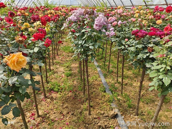 卧龙月季:藏在月季花里的卧龙经济产业(图2) 南阳卧龙:藏在月季花里的卧龙经济产业(图2)