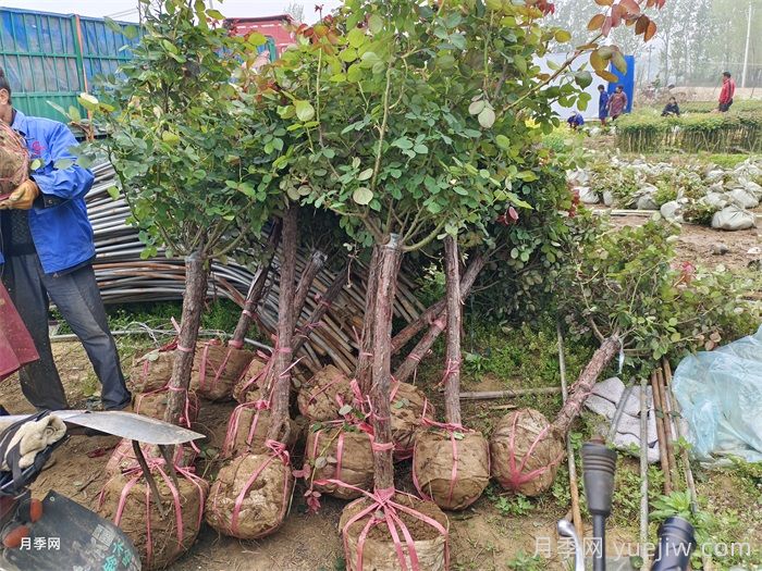 卧龙月季:藏在月季花里的卧龙经济产业(图3) 南阳卧龙:藏在月季花里的卧龙经济产业(图3)