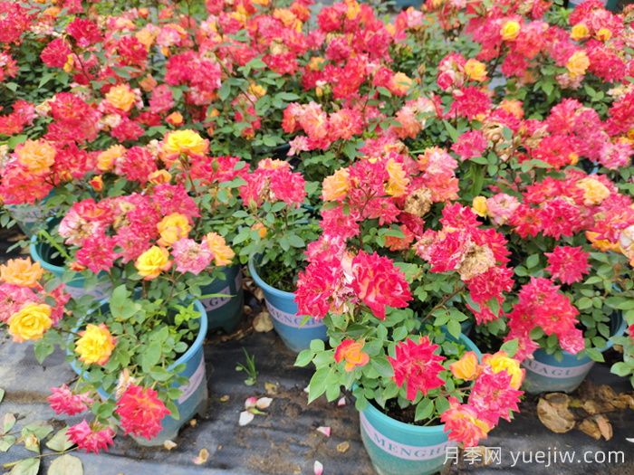 月季如何换盆?换盆后如何养护?(图1) 月季如何换盆?换盆后如何养护?(图1)