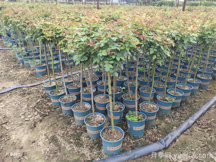 月季如何换盆?换盆后如何养护?(图2) 月季如何换盆?换盆后如何养护?(图2)