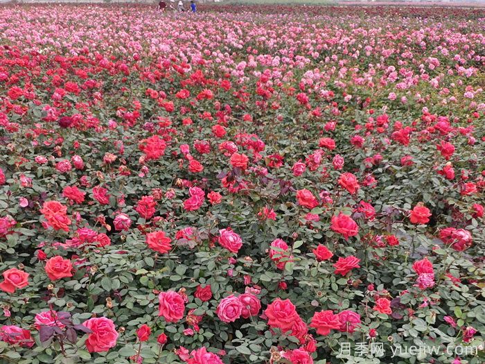 月季花的移栽时间与养护措施(图1) 月季花的移栽时间与养护措施(图1)